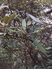 Rhododendron formosanum