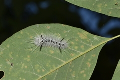 Lophocampa caryae