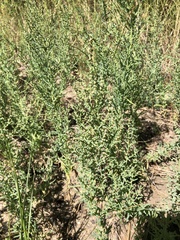 Suaeda maritima