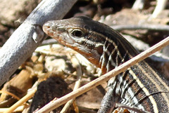 Aspidoscelis hyperythrus