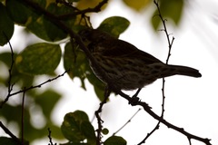 Amblyospiza albifrons