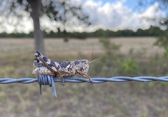 Melanoplus ponderosus