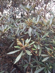 Rhododendron formosanum