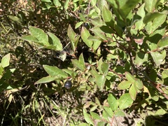 Vaccinium membranaceum