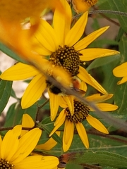 Bombus bifarius