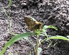 Atalopedes campestris