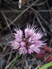 Allium splendens
