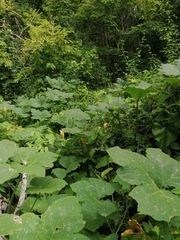Cucurbita argyrosperma