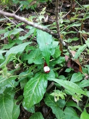 Aristolochia nelsonii