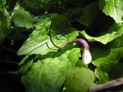 Arisarum proboscideum