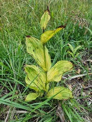 Cypripedium calceolus
