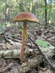 Aureoboletus betula
