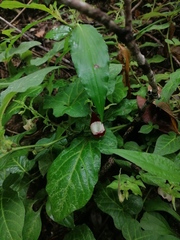 Aristolochia nelsonii