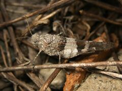Oedipoda