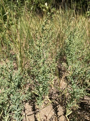Suaeda maritima