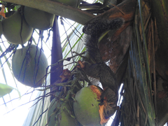 Sciurus variegatoides