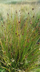 Juncus conglomeratus