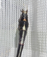 Dromogomphus spinosus