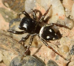 Heliophanus kochii