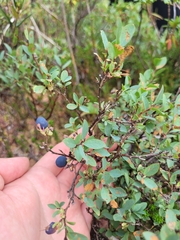 Vaccinium uliginosum