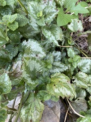Lamium galeobdolon argentatum