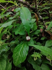 Aristolochia nelsonii