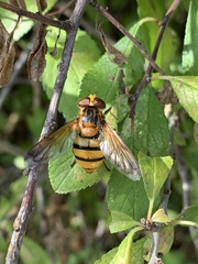 Volucella inanis