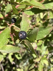 Vaccinium membranaceum
