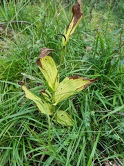 Cypripedium calceolus