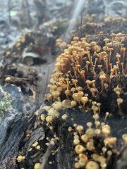 Xeromphalina