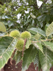 Castanea mollissima