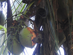 Sciurus variegatoides