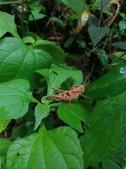 Xyleus discoideus