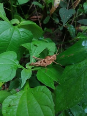 Xyleus discoideus