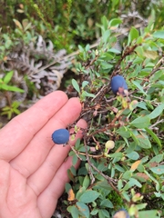 Vaccinium uliginosum