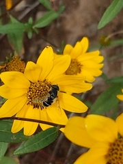 Eristalis hirta
