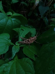 Xyleus discoideus