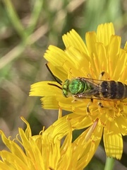 Agapostemon