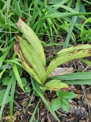 Cypripedium calceolus