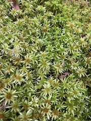 Sphagnum girgensohnii
