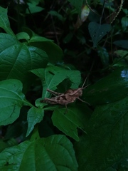 Xyleus discoideus