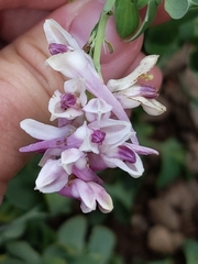 Corydalis caseana brandegeei