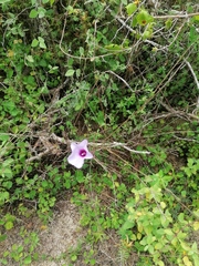 Ipomoea ternifolia
