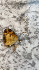 Phyciodes cocyta