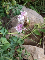 Corydalis caseana brandegeei