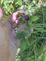 Vaccinium membranaceum