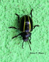 Desmogramma