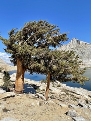 Pinus balfouriana