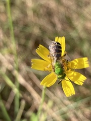 Agapostemon