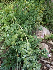 Corydalis caseana brandegeei